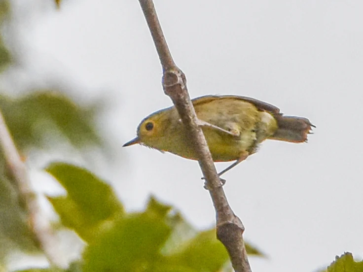 棕脸丝刺莺(Aethomyias perspicillatus)