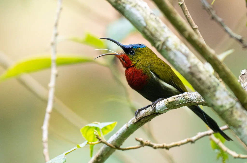 白胁太阳鸟（Aethopyga eximia）