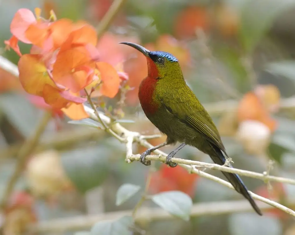 白胁太阳鸟（Aethopyga eximia）