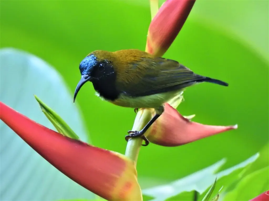 火红太阳鸟(Aethopyga flagrans)