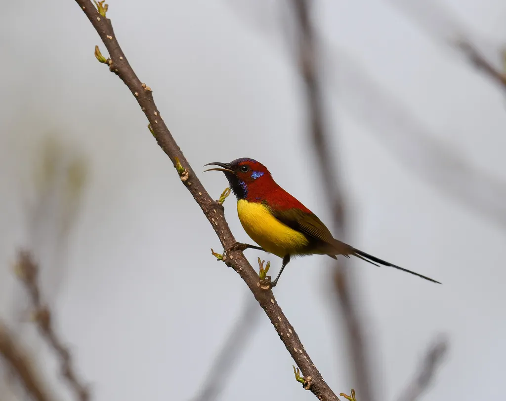 蓝喉太阳鸟(Aethopyga gouldiae)