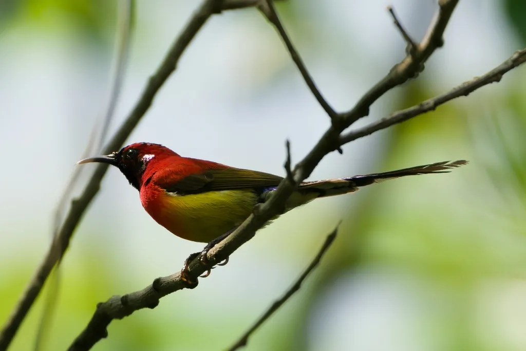 蓝喉太阳鸟(Aethopyga gouldiae)