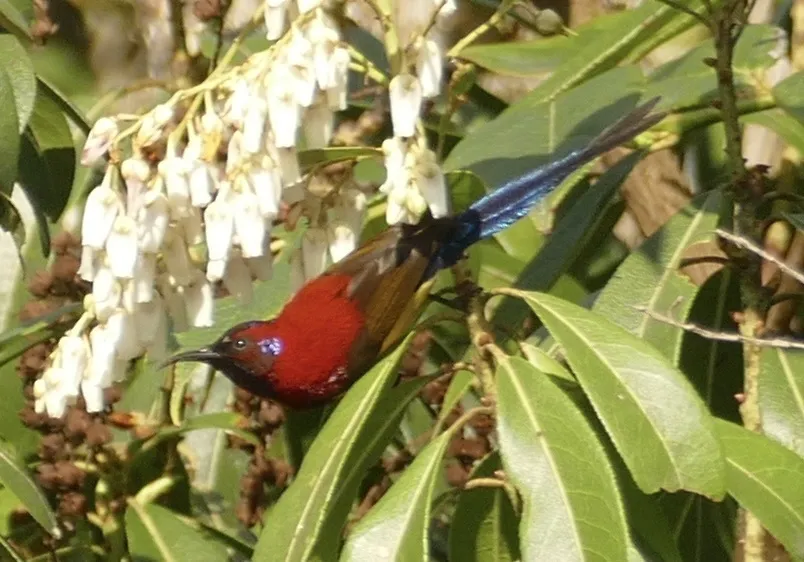 蓝喉太阳鸟(Aethopyga gouldiae)