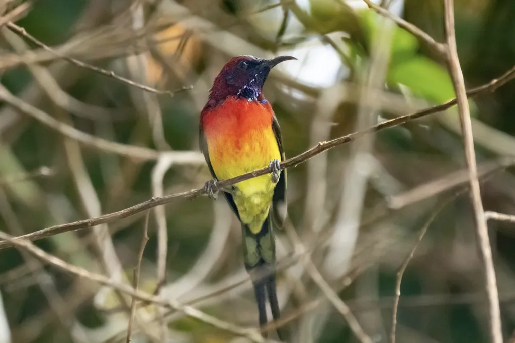 蓝喉太阳鸟(Aethopyga gouldiae)