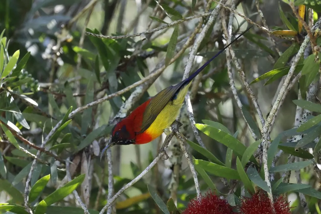 蓝喉太阳鸟(Aethopyga gouldiae)