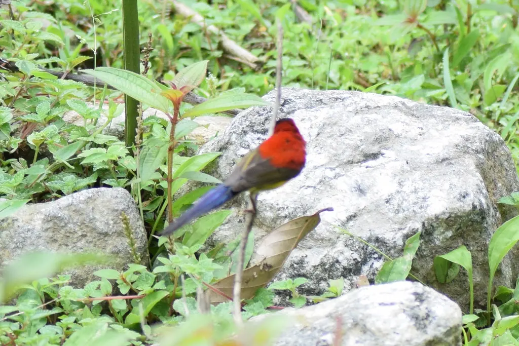 蓝喉太阳鸟(Aethopyga gouldiae)