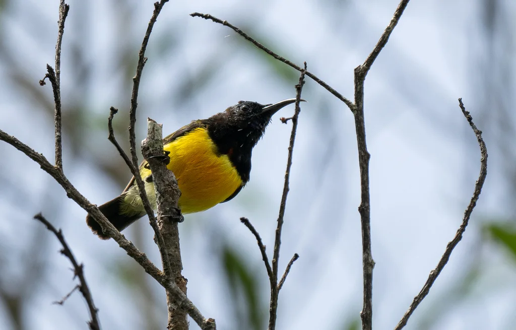 栗颈太阳鸟(Aethopyga guimarasensis)