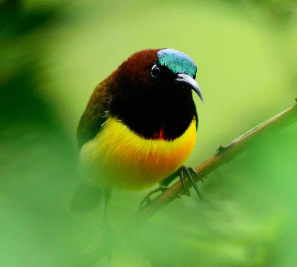 栗颈太阳鸟(Aethopyga guimarasensis)