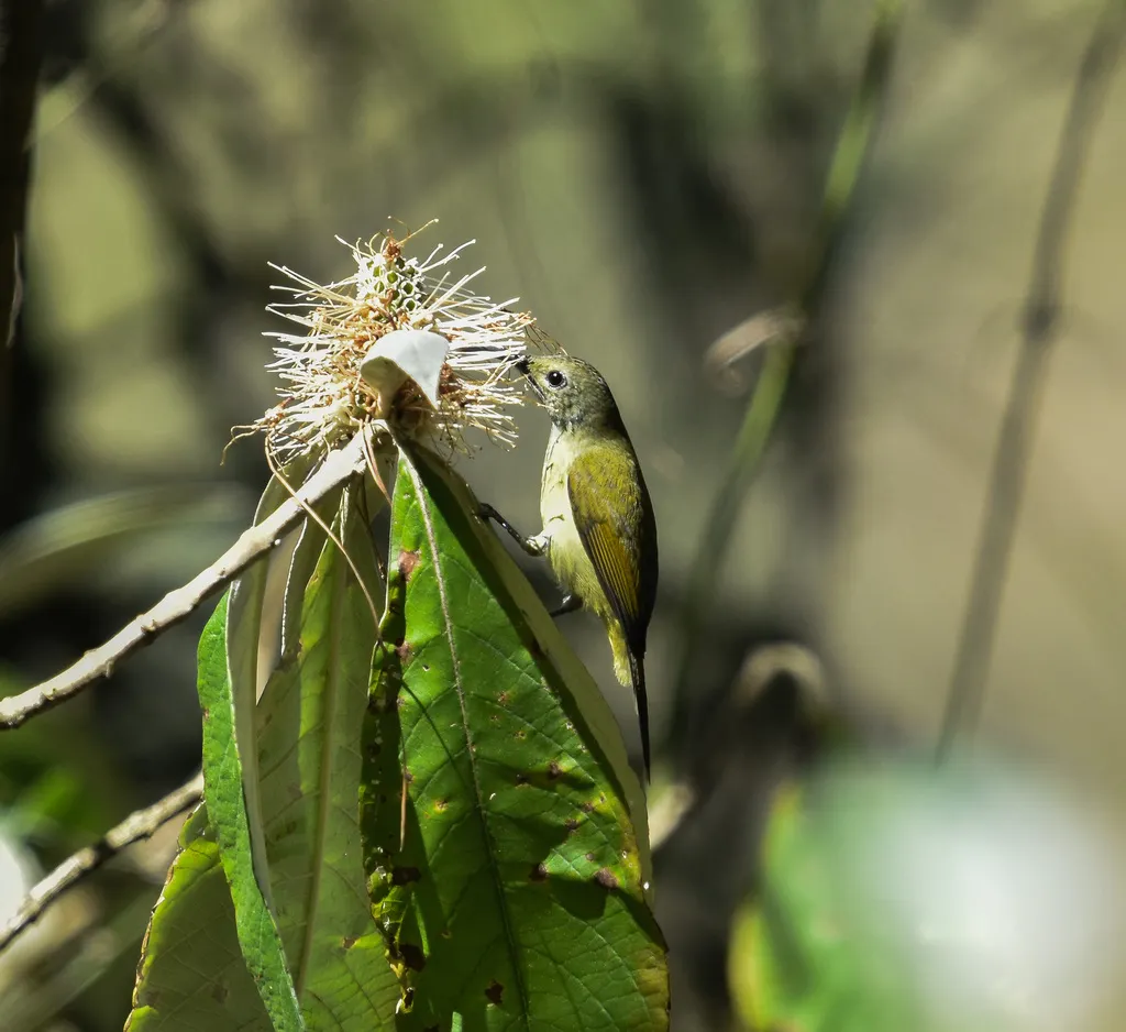 火尾太阳鸟（Aethopyga ignicauda）