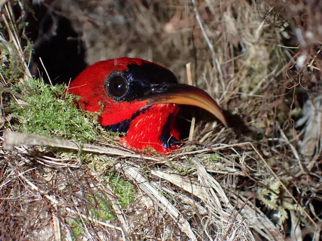 华丽太阳鸟(Aethopyga magnifica)