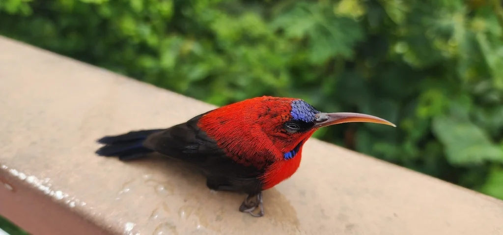 华丽太阳鸟(Aethopyga magnifica)