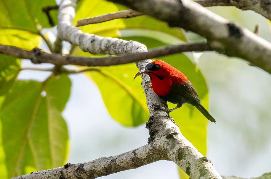 华丽太阳鸟(Aethopyga magnifica)