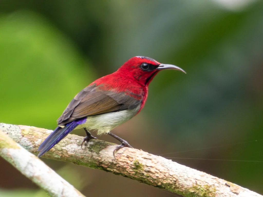 赤红太阳鸟(Aethopyga mystacalis)