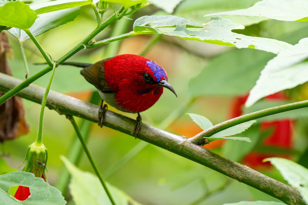 赤红太阳鸟(Aethopyga mystacalis)