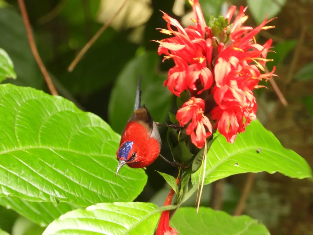 赤红太阳鸟(Aethopyga mystacalis)