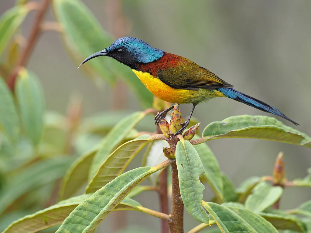 绿喉太阳鸟(Aethopyga nipalensis)