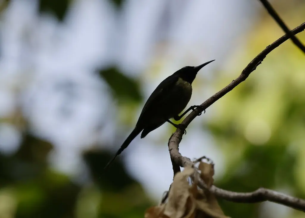 黑胸太阳鸟(Aethopyga saturata)