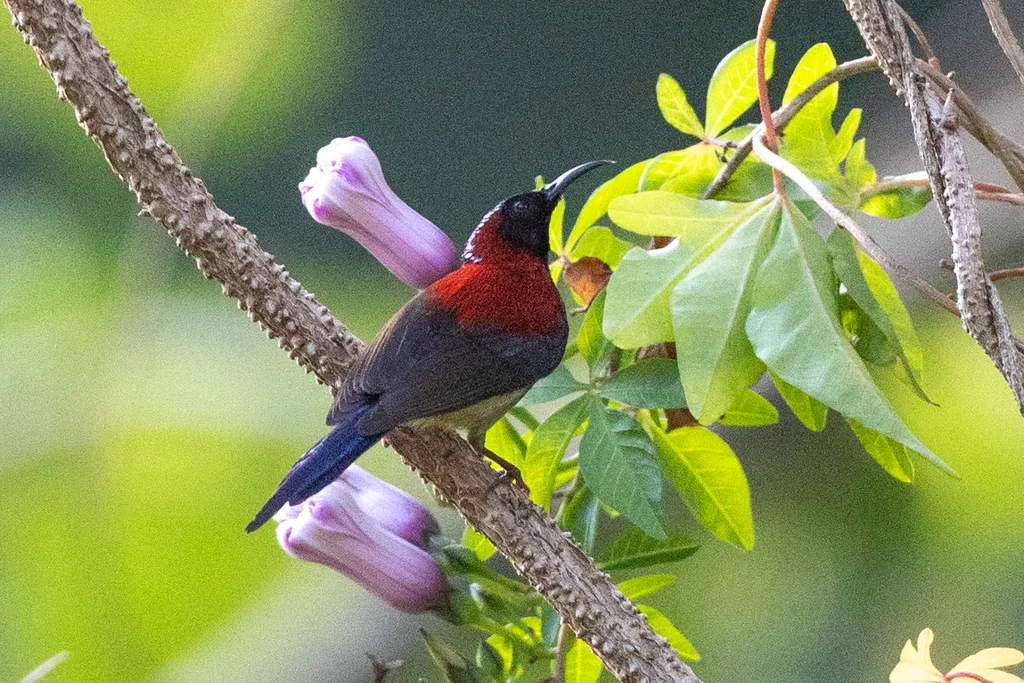 黑胸太阳鸟(Aethopyga saturata)