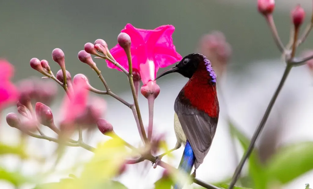 黑胸太阳鸟(Aethopyga saturata)