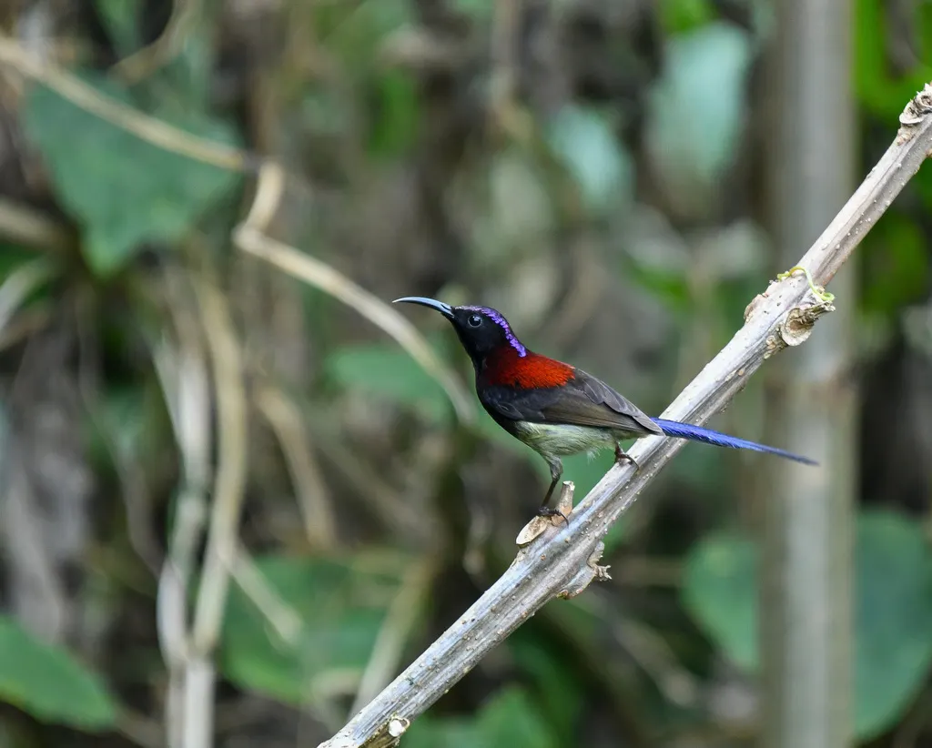 黑胸太阳鸟(Aethopyga saturata)