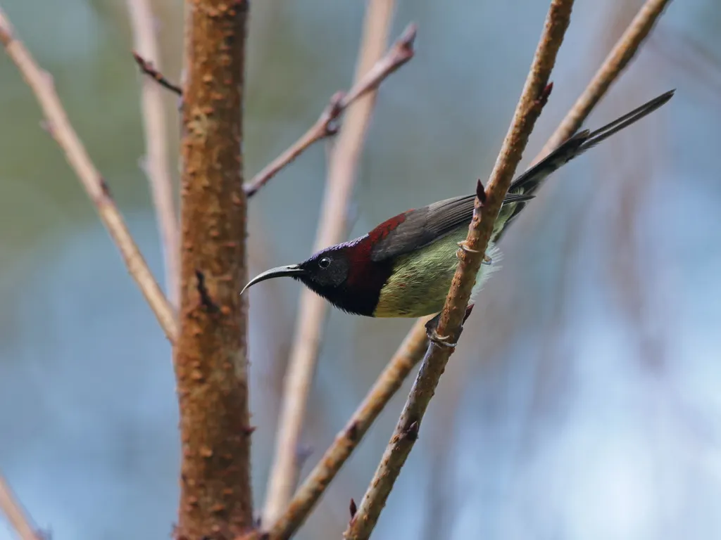 黑胸太阳鸟(Aethopyga saturata)
