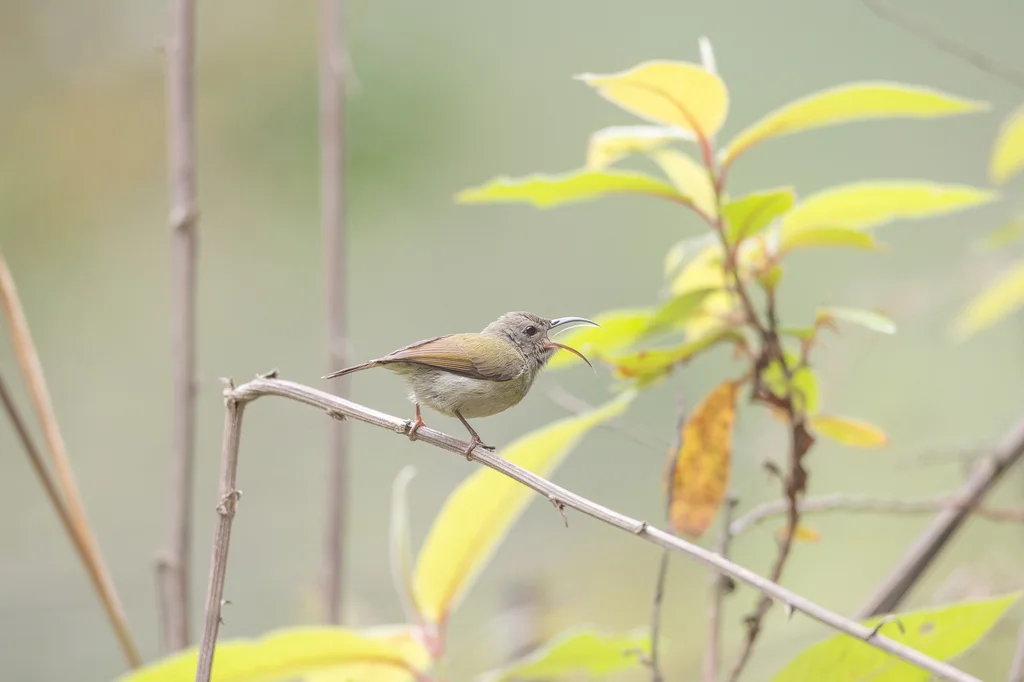 黑胸太阳鸟(Aethopyga saturata)