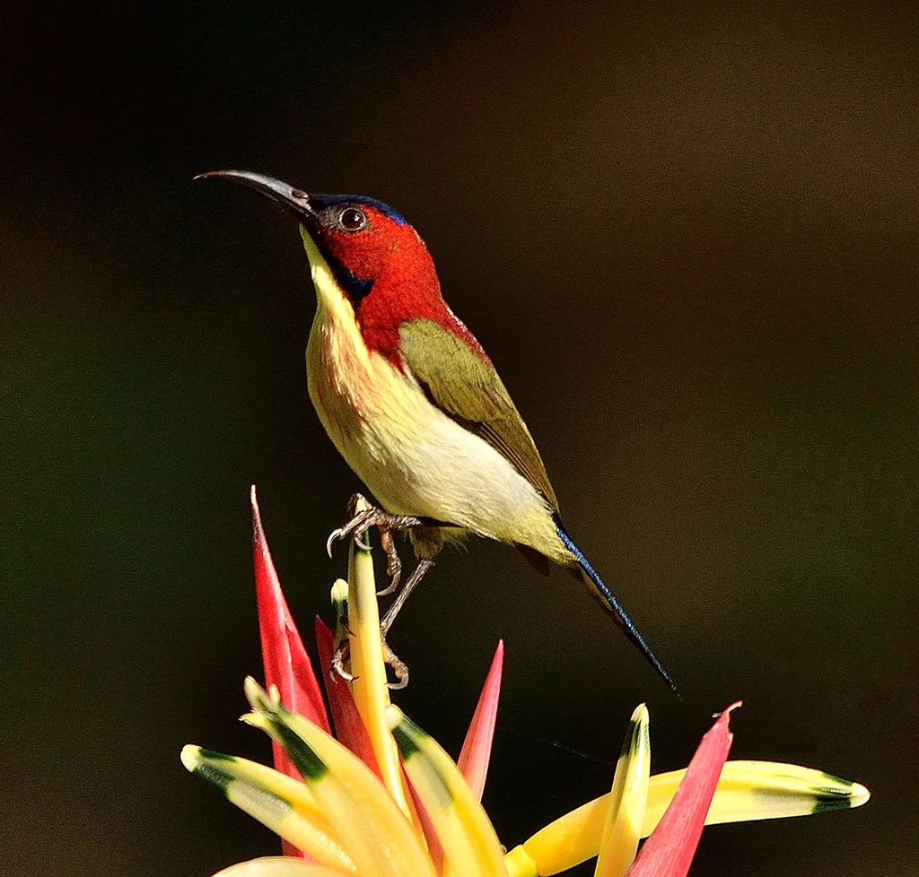 丽色太阳鸟(Aethopyga shelleyi)