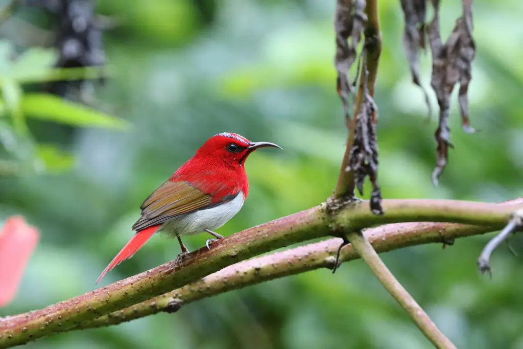 特氏太阳鸟（Aethopyga temminckii）