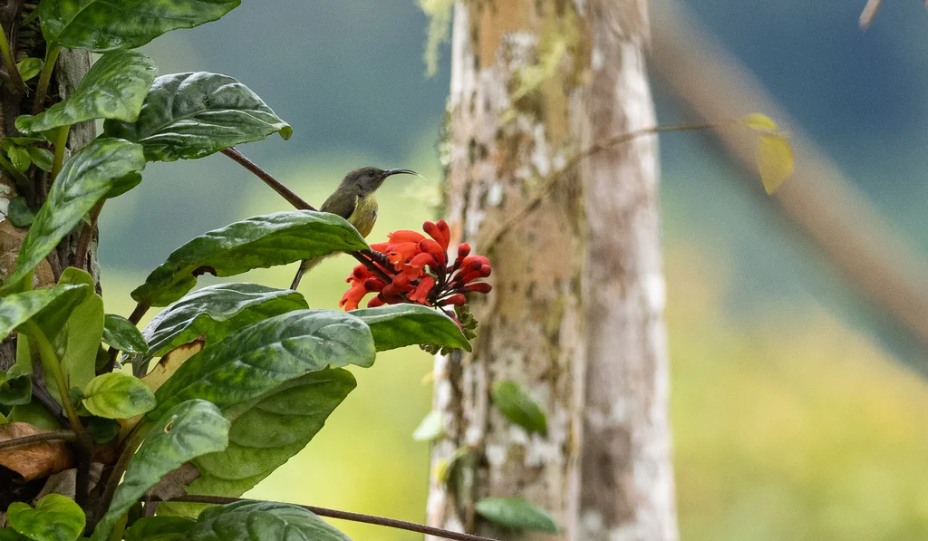 特博利太阳鸟(Aethopyga tibolii)