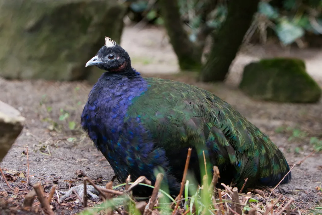 刚果孔雀(Afropavo congensis)