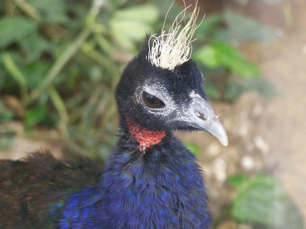 刚果孔雀(Afropavo congensis)