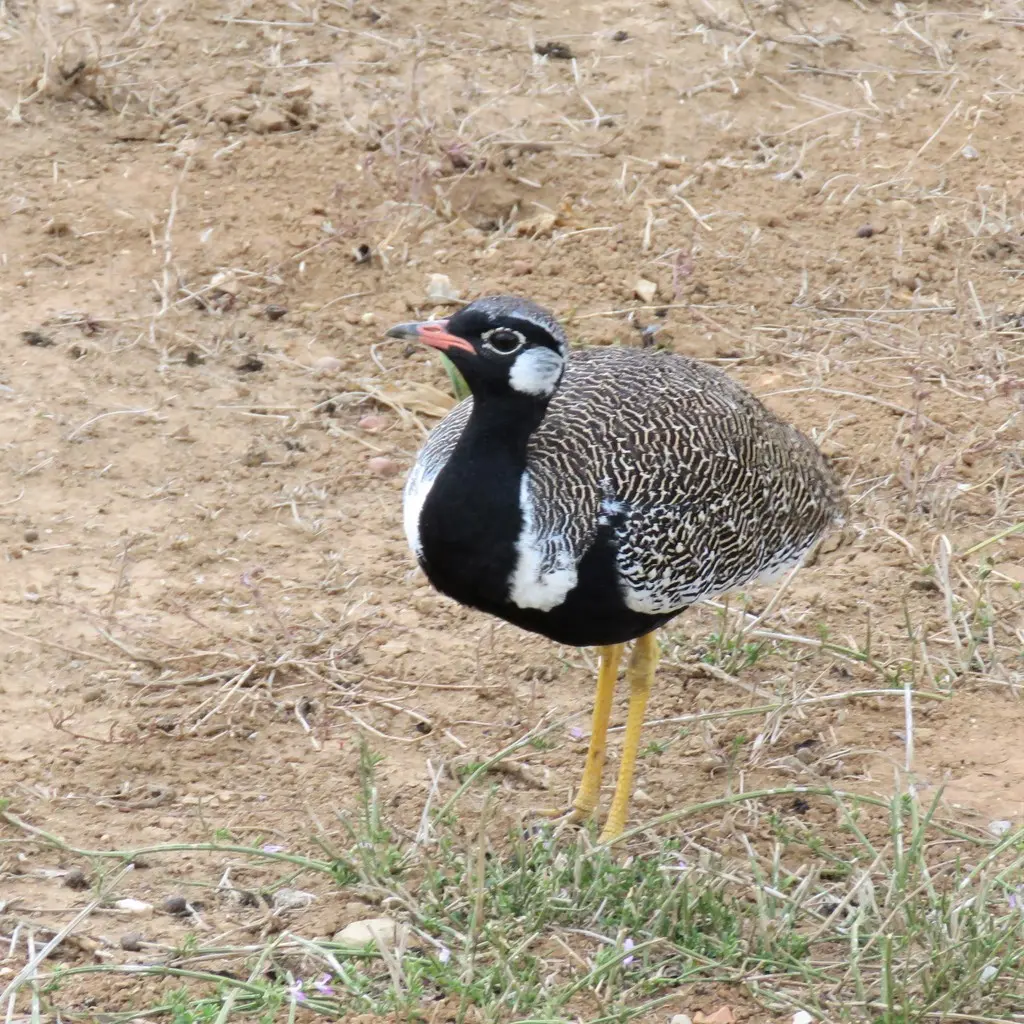 黑鸨(Afrotis afra)