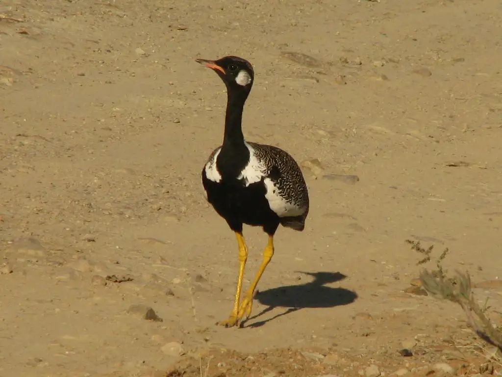 黑鸨(Afrotis afra)