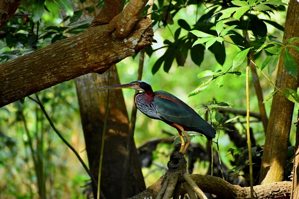 栗腹鹭(Agamia agami)