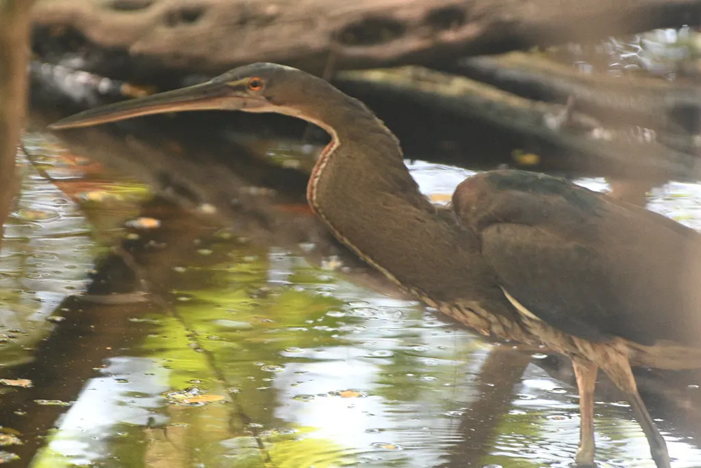 栗腹鹭(Agamia agami)