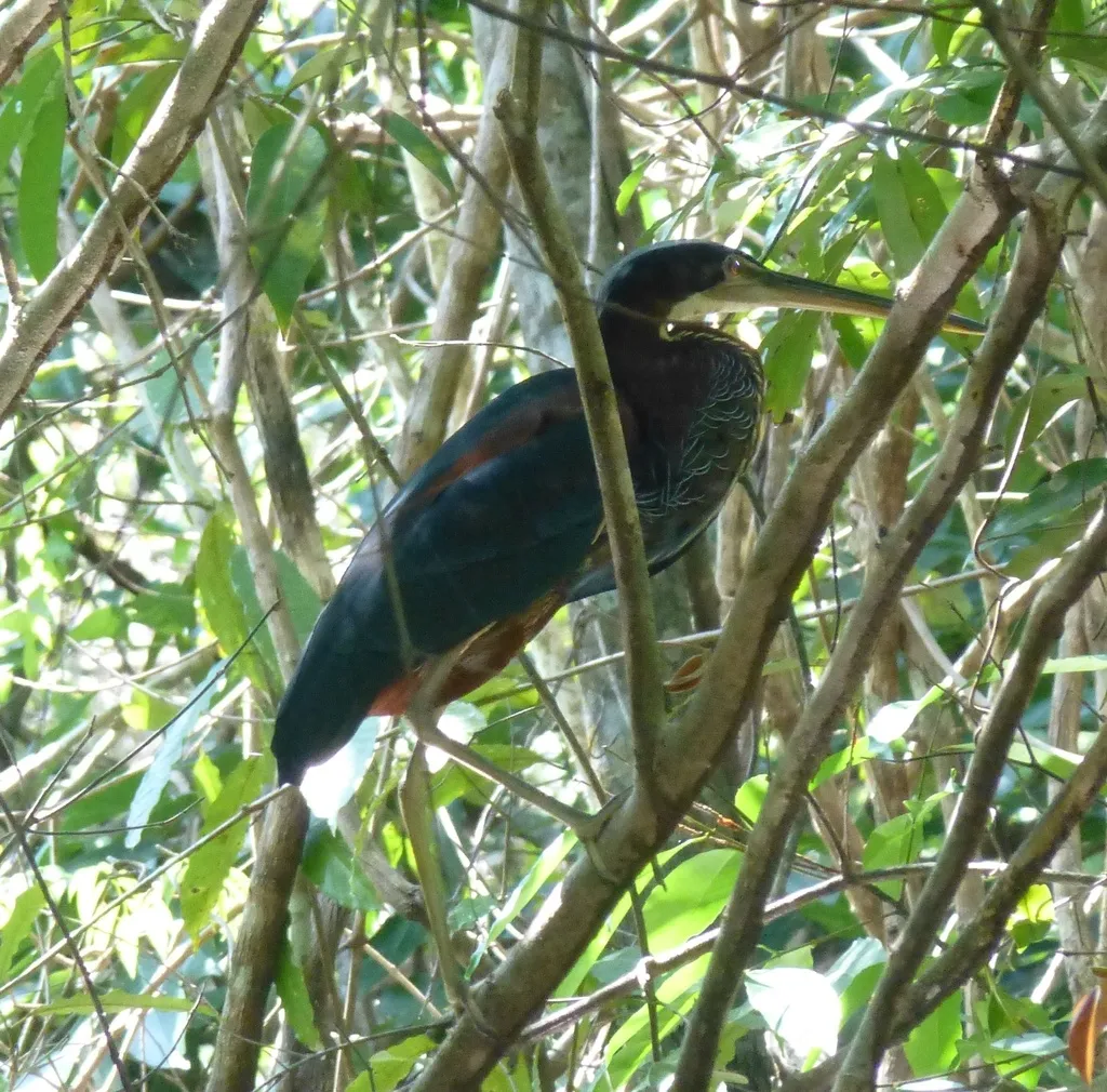 栗腹鹭(Agamia agami)