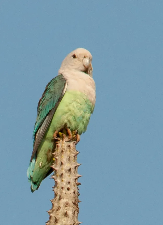 灰头牡丹鹦鹉(Agapornis canus)