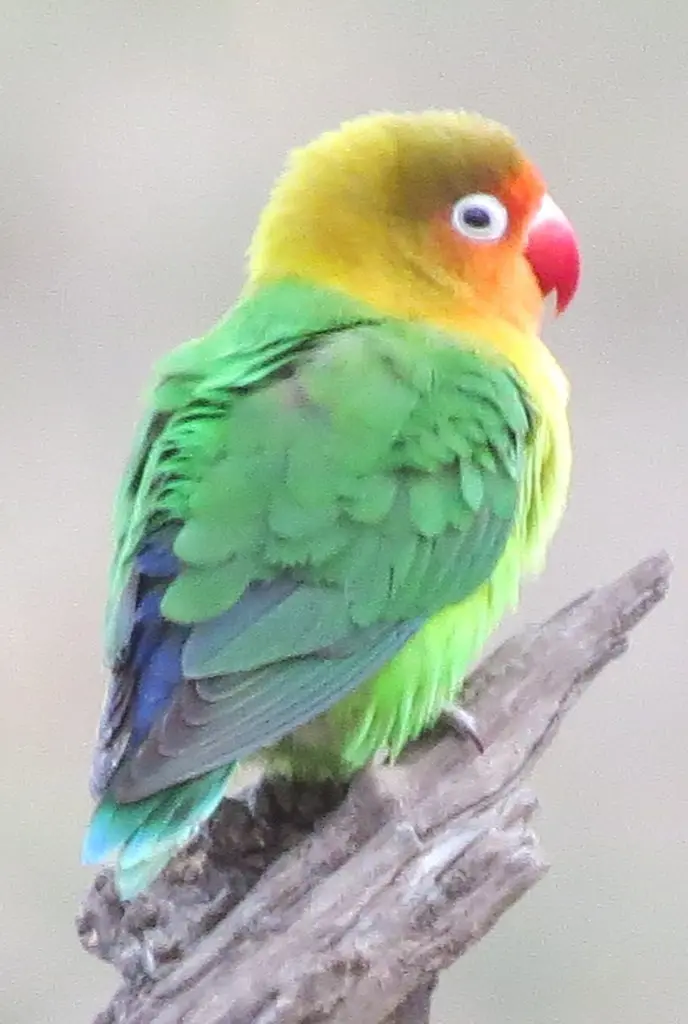 费氏牡丹鹦鹉(Agapornis fischeri)