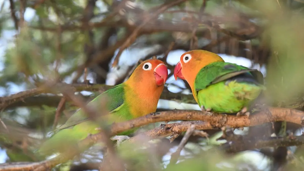 费氏牡丹鹦鹉(Agapornis fischeri)