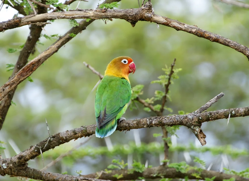 费氏牡丹鹦鹉(Agapornis fischeri)