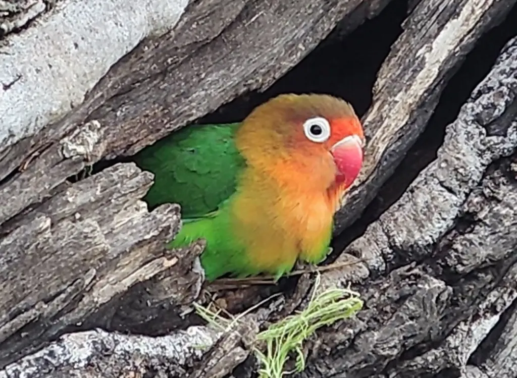 费氏牡丹鹦鹉(Agapornis fischeri)