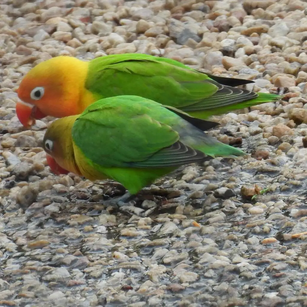 费氏牡丹鹦鹉(Agapornis fischeri)