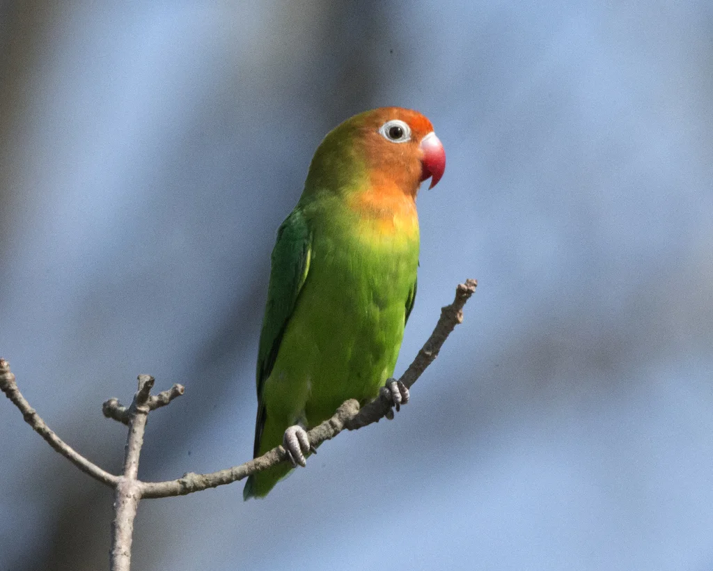 尼亚萨牡丹鹦鹉(Agapornis lilianae)