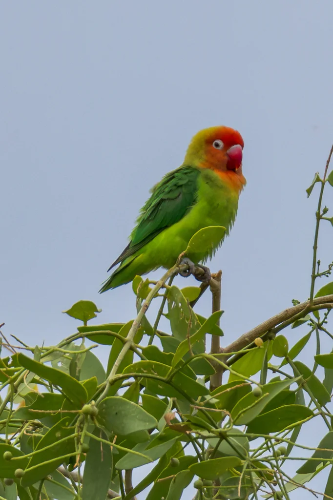 尼亚萨牡丹鹦鹉(Agapornis lilianae)