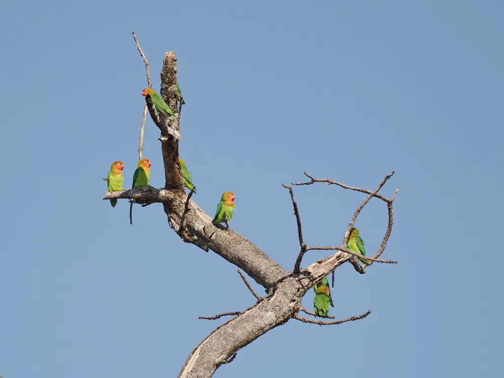 尼亚萨牡丹鹦鹉(Agapornis lilianae)
