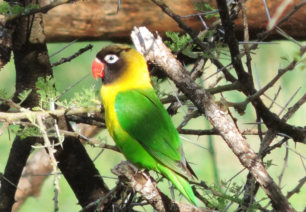 黄领牡丹鹦鹉(Agapornis personatus)