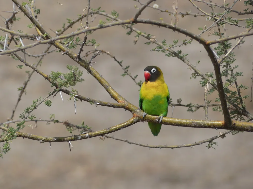 黄领牡丹鹦鹉(Agapornis personatus)