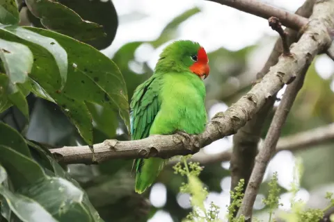 红脸牡丹鹦鹉