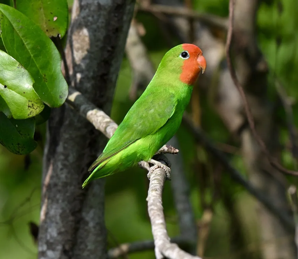红脸牡丹鹦鹉(Agapornis pullarius)