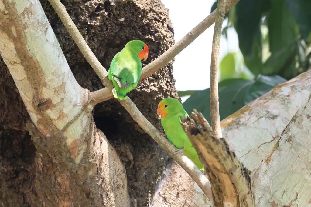 红脸牡丹鹦鹉(Agapornis pullarius)
